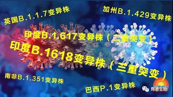 輝睿生物助力全球新冠疫情，可檢測新型冠狀病毒全位點變異毒株！